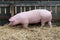 Young pig runs on fresh hay against wooden fence at piggery. Pig