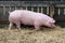 Young pig runs on fresh hay against wooden fence at piggery. Pigs living on organic farm