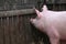 Young pig sow standing at the pen fence