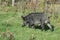 A young pig in the vicinity of the village of Generalka in the Altai Territory. Western Siberia. Russia