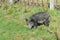 A young pig in the vicinity of the village of Generalka in the Altai Territory. Western Siberia. Russia