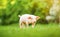 Young pig is walking on the green grass. Happy piglet on the meadow, summer day