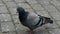 Young pigeon with bright orange eyes. Close Up Shot