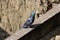 Young pigeon with colorful feathers sitting calmly on narrow concrete wall edge enjoying warm sun