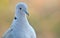 Young pigeon portrait