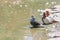 A young pigeon sits by the water and bathes