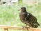 A young pigeon sitting on the fence on a sunny day