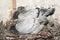 Young pigeons in the nest. brother