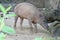 A young piglet Babirusa sniffing the ground searching for food