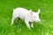 Young piglet on green grass