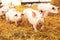 Young piglet on hay at pig farm