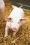 Young piglet on hay and straw at pig breeding farm