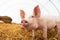 Young piglet at pig breeding farm