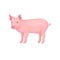 Young piglet standing isolated on white background. Domestic animal. Pink farm pig with swirling tail, flat snout and