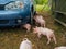 Young piglets exploring and getting to know world. Newborn piggies first time see car. The pigs see themselves in the reflection