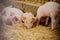 Young Piglets at Livestock Farm