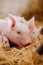 Young Piglets at Livestock Farm