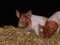 Young piglets playing in the barn