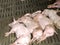 Young piglets sleeping together in a pile to keep warm