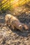 Young pigs enjoying dirt bath on a eco farm