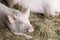 Young pigs laying on hay and straw