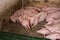 Young pigs sleeping in barn