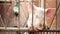 Young Pigs in Stable on Breeding Animal Farm