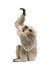 Young Pileated Gibbon, 4 months old, reaching up