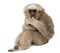 Young Pileated Gibbon, 4 months old, sitting