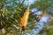 Young pine bud cone. Pine kidney.