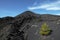 Young pine colonize cold lava of volcanic cone