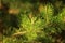 Young pine cones grow on a branch