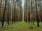 Young pine forest in autumn, straight pines