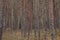 Young pine forest and marsh Labrador tea carpet. Autumn background.