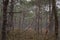 Young pine forest and marsh Labrador tea carpet. Autumn background.