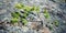 A young pine tree clings to the stone surface.