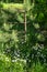 Young pine tree and flowering stellaria in the sunny peaceful nook.