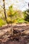 Young pine tree recently planted in small forest