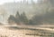 Young pine tree seedling garden landscape in the morning light with fog.