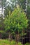 Young pine trees in the forest with tender green shoots. Tree growth in spring. Spring forest landscape. Vertical photo.