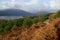 Young pine trees planted in Loch Lomond and the Trossachs National Park from Craigiefort, Stirlingshire, Scotland, UK