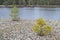 Young pine trees and stones in iron nets protect the beach and coast from wave erosion. Strengthening the banks by planting trees