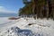 The young pine wood on the bank of Vistula Lagoon. Winter landscape