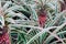 Young pineapple. Ananas Comosus Variegatus. Variegated Pineapple. Pink Dwarf Pineapple