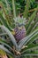 Young pineapple fruit grows on a plantation in Indonesia