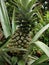 Young pineapple fruit that is still green with small thorns all over the fruit