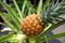 Young pineapple growing on bush