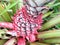 Young pineapple grows on the ground in the summer on the plantation