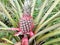 Young pineapple grows on the ground in the summer on the plantation