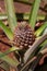 Young Pineapple Plant